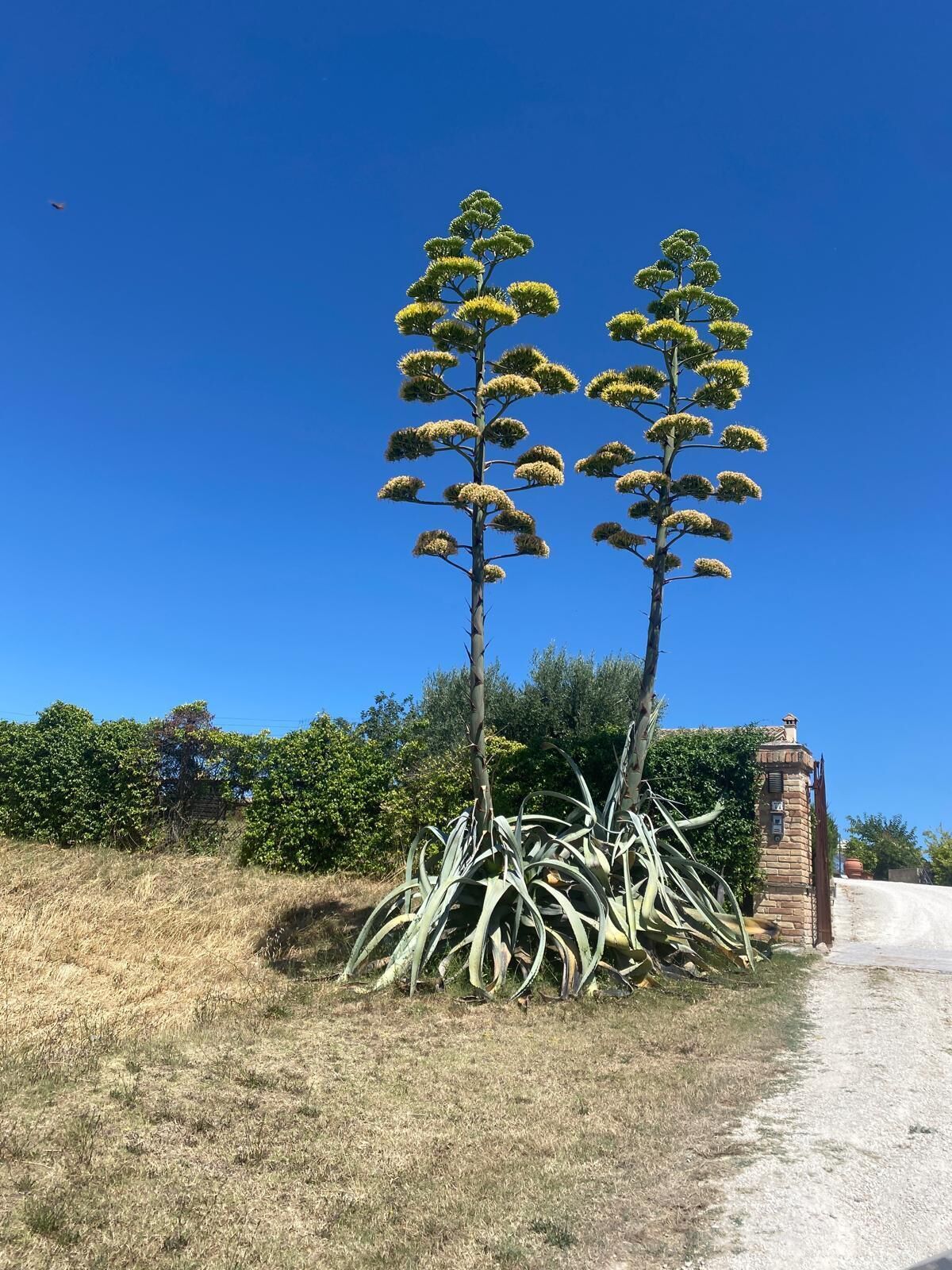 Deux arbres élancés, de forme conique, avec un feuillage dense, se dressent sur un fond de ciel bleu clair.