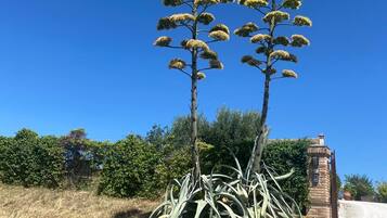 Deux arbres élancés, de forme conique, avec un feuillage dense, se dressent sur un fond de ciel bleu clair.