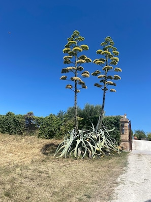 Two tall, conical trees with dense foliage against a clear blue sky. - Relais Infinito: Rooms and Views of the Marche Hills (Montefiore)