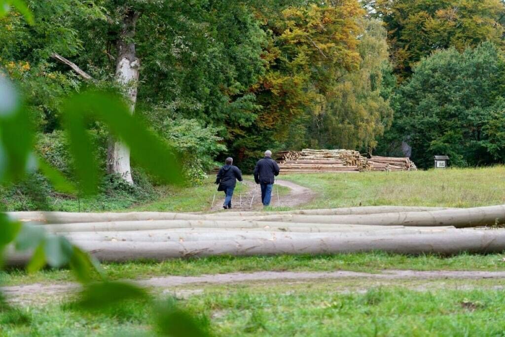 Två personer promenerar på en stig som omges av träd och stockar.