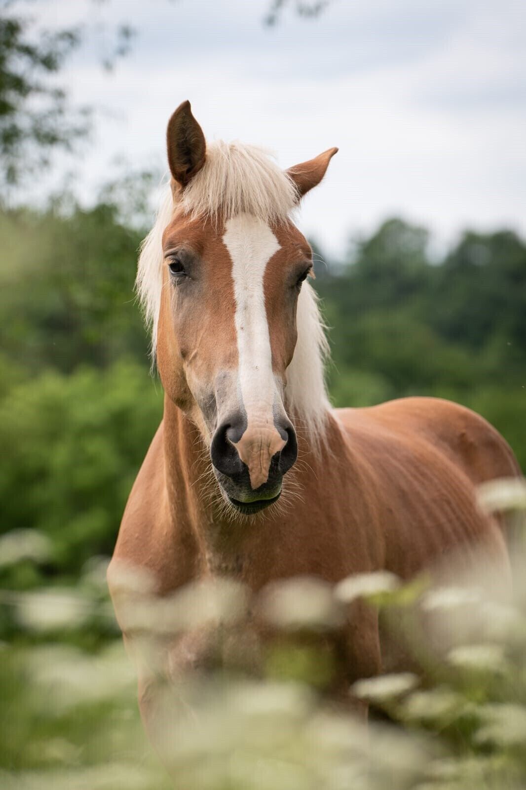 Ein Pferd mit weißem Blitz auf der Stirn, das in einem Feld mit Grün im Hintergrund steht.