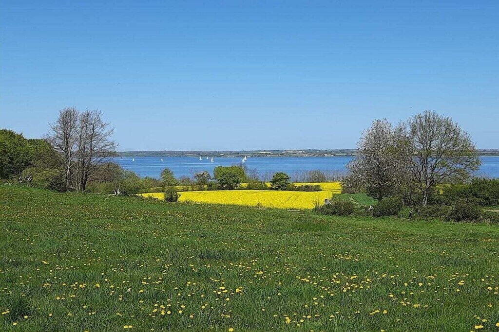 A field with yellow flowers and a clear blue sky.