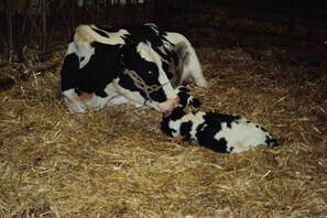 A cow lying on hay with a calf. - Holiday home with 1 bedroom (Mettlach-Tünsdorf)