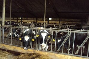 A barn with metal railings and cows inside. - Holiday home with 1 bedroom (Mettlach-Tünsdorf)