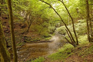 A forested area with a stream running through it. - Holiday apartment with 2 bedrooms (Landkern)