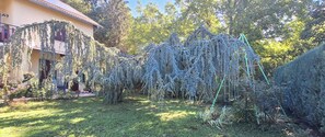 Un jardín con diversas especies de árboles y arbustos, una casa con balcón visible, y cielo despejado.