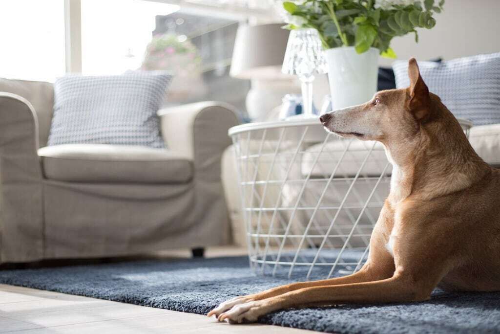 Een hond ligt op een tapijt in een kamer met een bank en een mand.