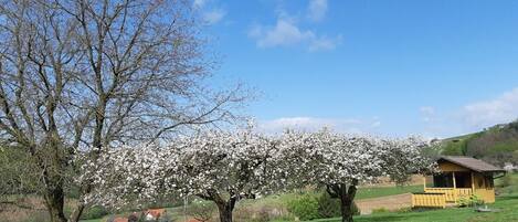 A rural landscape with a clear sky, a large tree with white blossoms, and a small yellow building.