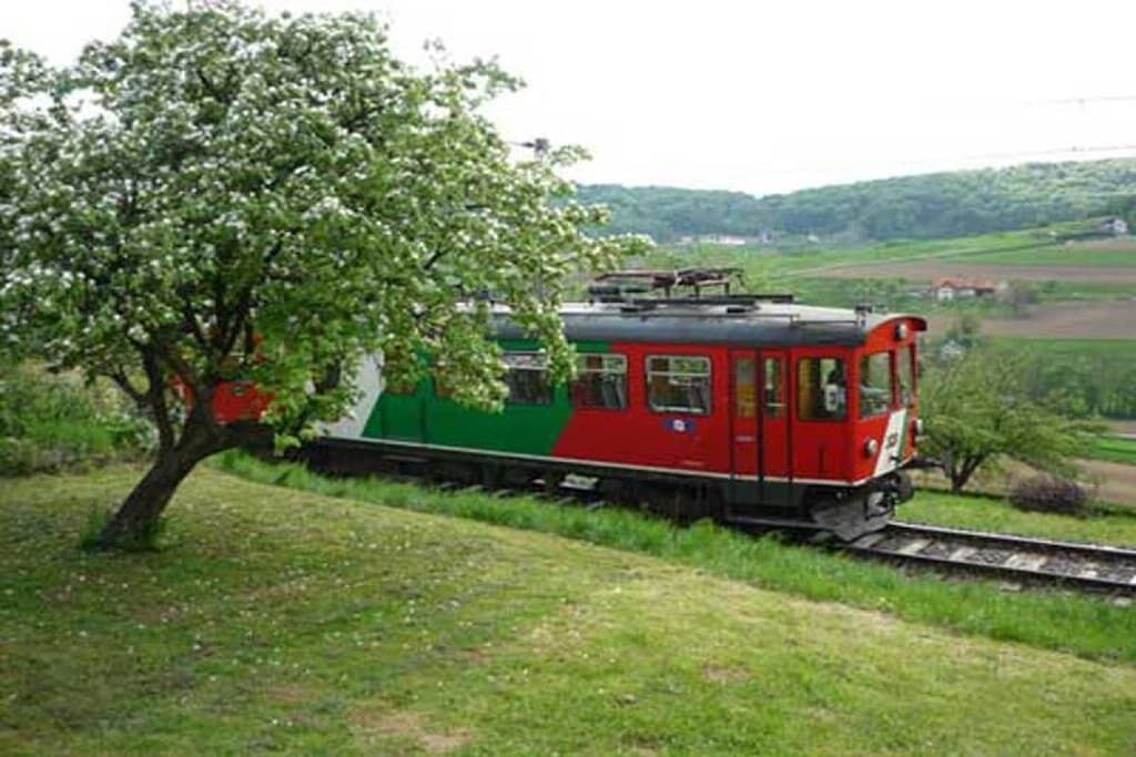A train with a red and green exterior, moving along a track with a tree beside it.