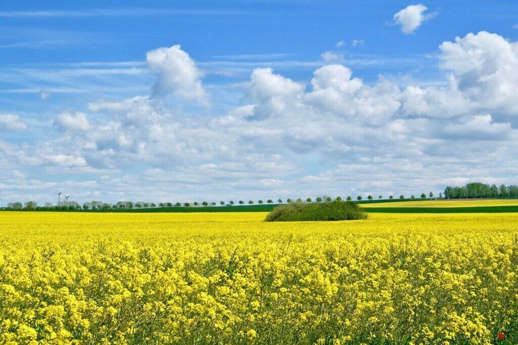Un extenso campo lleno de flores amarillas bajo un cielo parcialmente nublado.