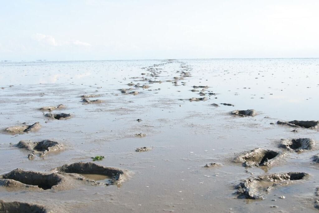 Une plage où l’on peut observer de nombreux trous dans le sable, probablement creusés par l’érosion ou par des animaux.
