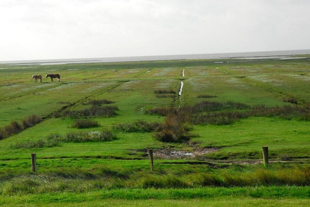 A flat landscape with two horses grazing, a narrow water channel, and a fence line.