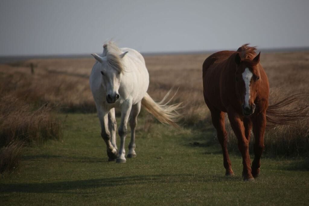 Two horses in a grassy field.