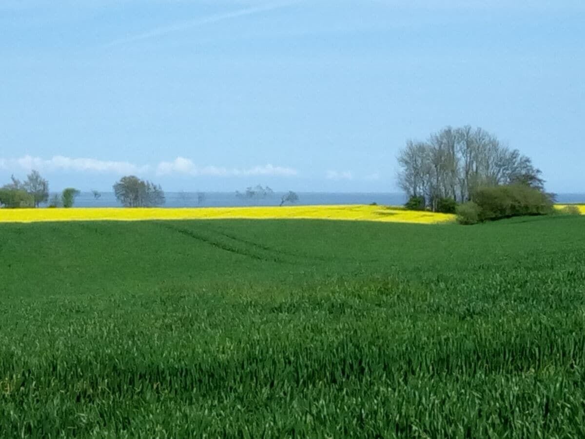 A field with a clear sky and a distant tree line.