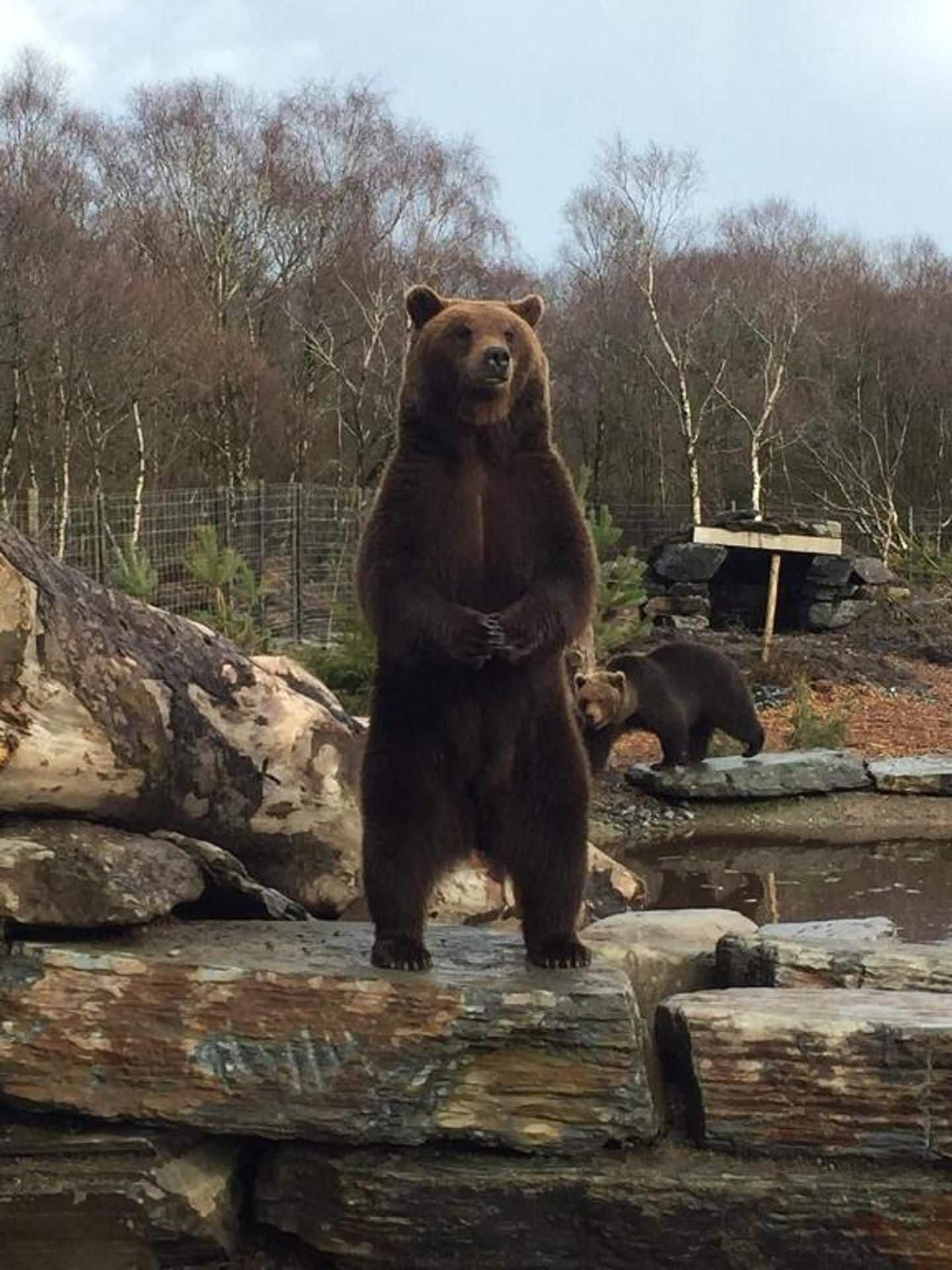 Un ours se tenant debout sur des rochers, dans un enclos aménagé de manière à ressembler à son habitat naturel, avec des arbres et un point d’eau en arrière-plan.