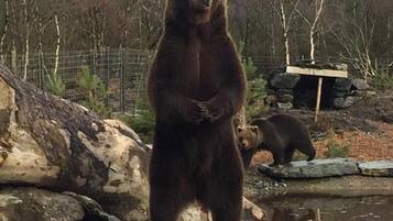 A bear standing on rocks in a naturalistic enclosure with trees and a water feature in the background.