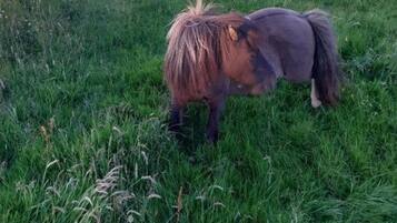 A grassy field with two horses grazing, overlooking a coastline.