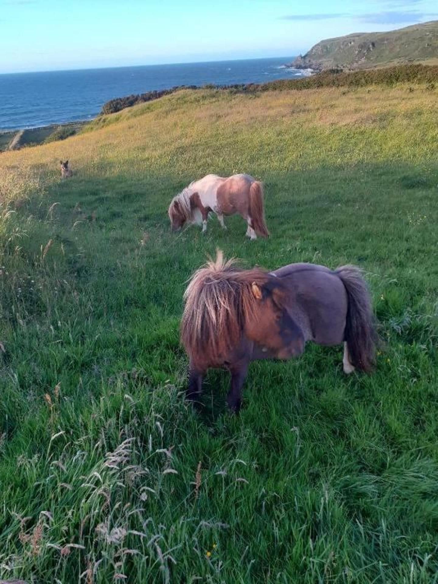 A grassy field with two horses grazing, overlooking a coastline.
