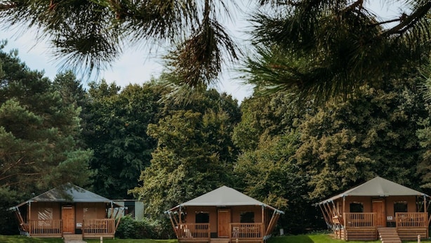 Three wooden cabins with attached porches, set in a grassy area with dense trees in the background. - De Glamping - Trio Lodge | 18p by Interhome (Zeewolde)