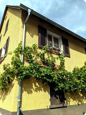 A yellow building with a window and a door, vines growing on the wall, and a metal gutter. - Charming vacation rental in Iptingen—quiet location, convenient access (Wiernsheim)