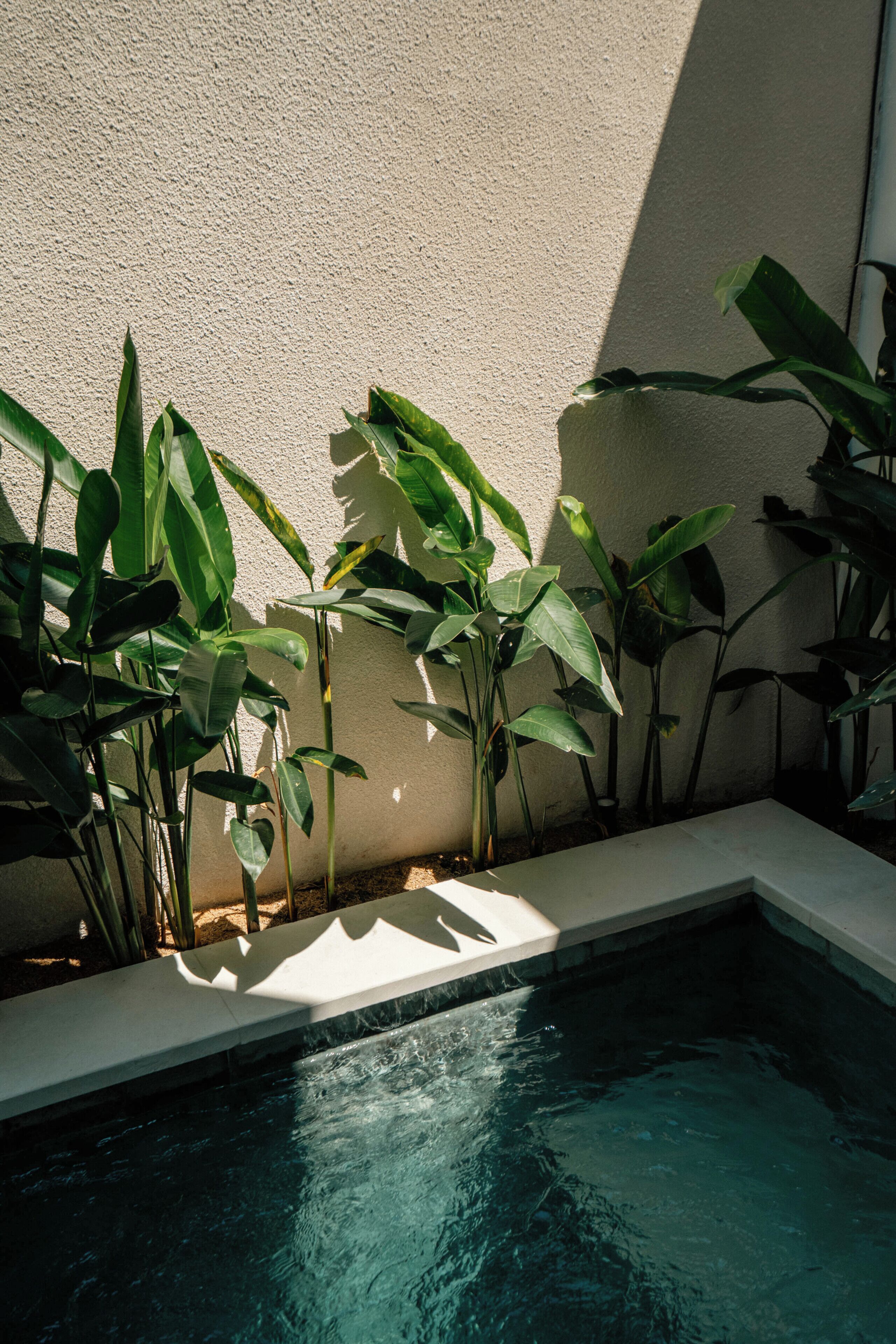 Una piscina con agua cristalina, rodeada de plantas verdes y una pared con textura.