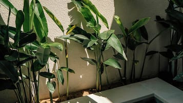 Una piscina con agua cristalina, rodeada de plantas verdes y una pared con textura.