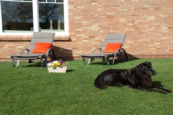 Twee lounge fauteuils met oranje kussens, een zwarte hond die op het gras ligt, en een bakstenen muur op de achtergrond.