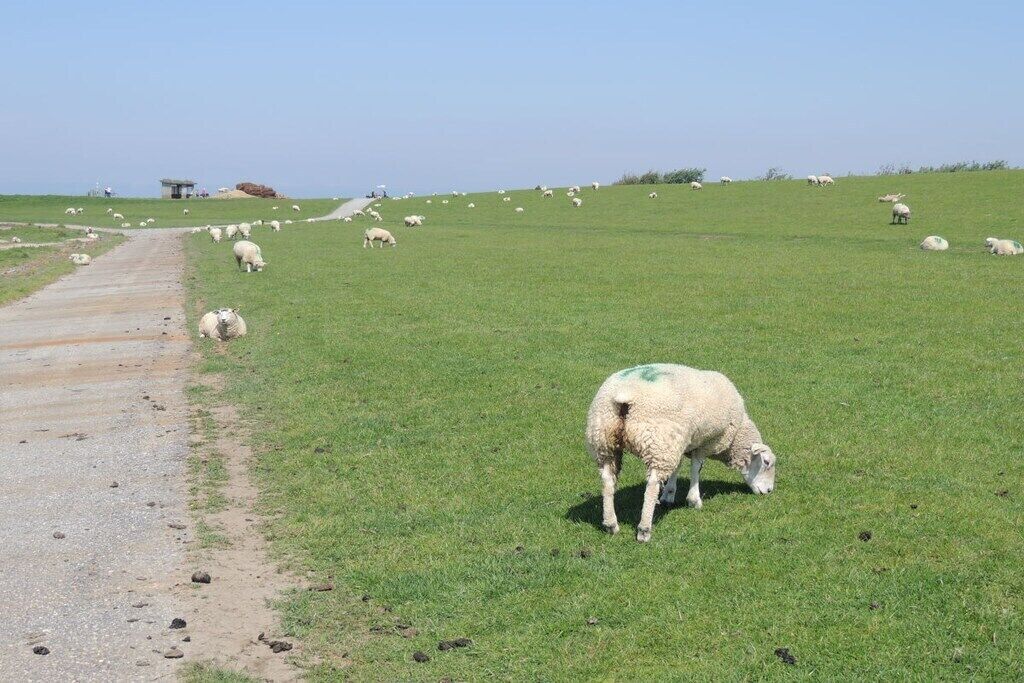 A rural landscape with a dirt path and sheep grazing.