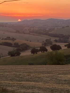 Een landelijk landschap met glooiende heuvels en verspreide bomen in de zonsondergang.