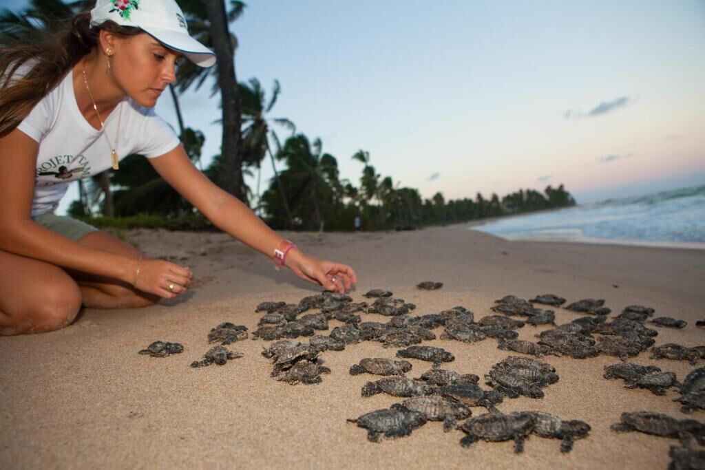 Una persona en una playa arenosa con numerosas tortugas.