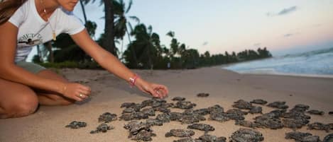 A person on a sandy beach with numerous turtles.
