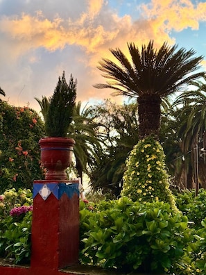 Um jardim com diversas plantas e uma palmeira imponente.