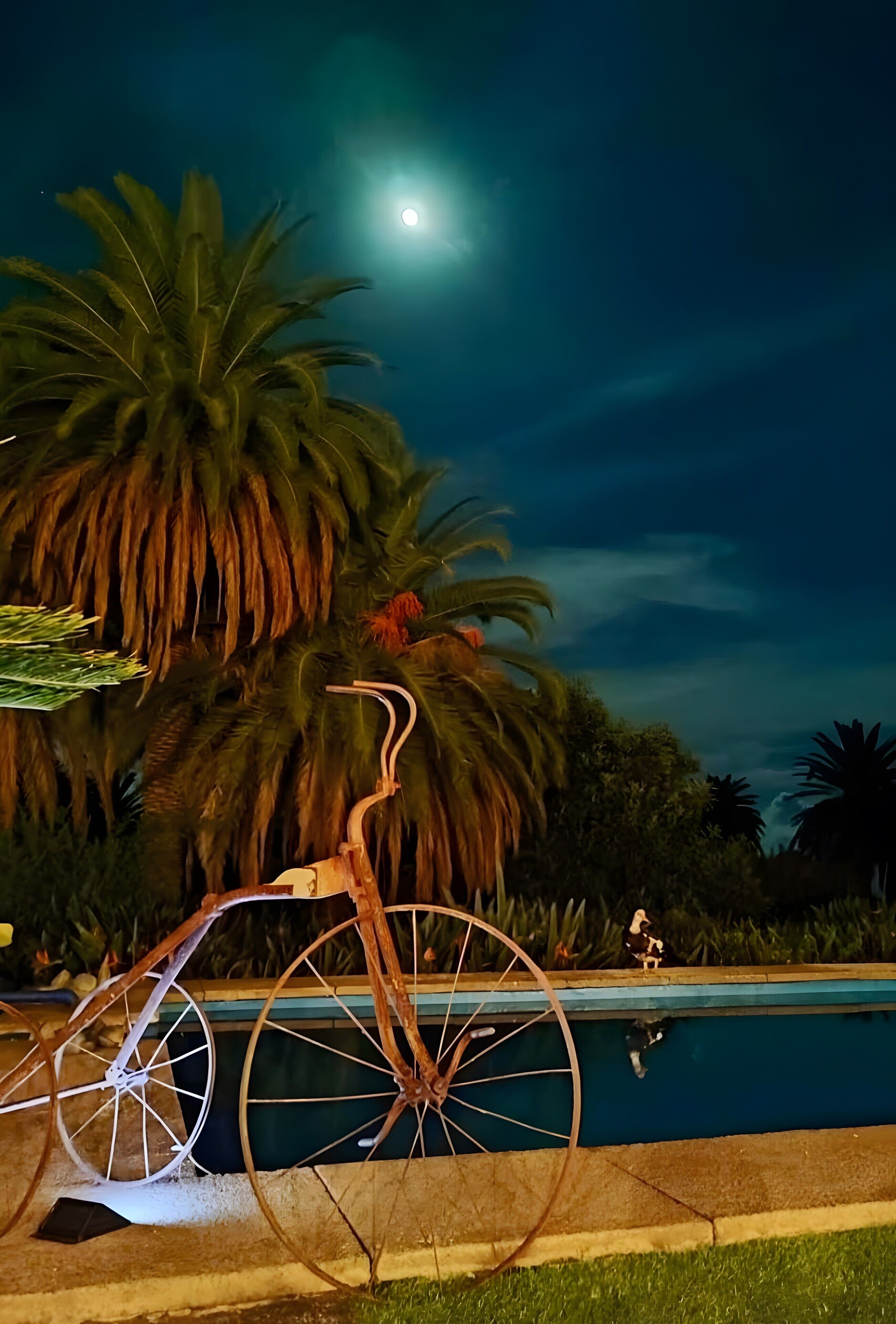 Un vélo garé au bord d’une piscine, avec des palmiers et un ciel étoilé.