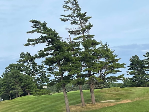 A landscape with a prominent coniferous tree and a grassy hill.