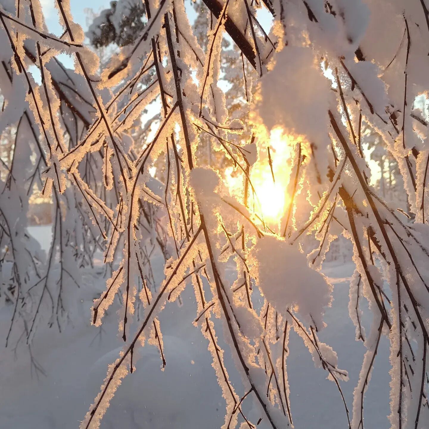Nært billede af sneklædte grene, hvor sollys trænger igennem.