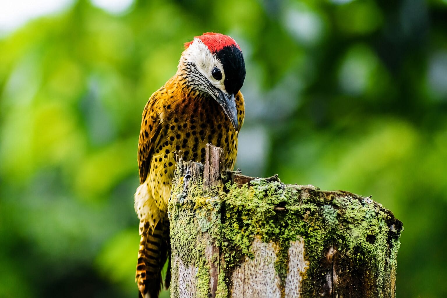 Un pájaro posado sobre un poste de madera cubierto de musgo.