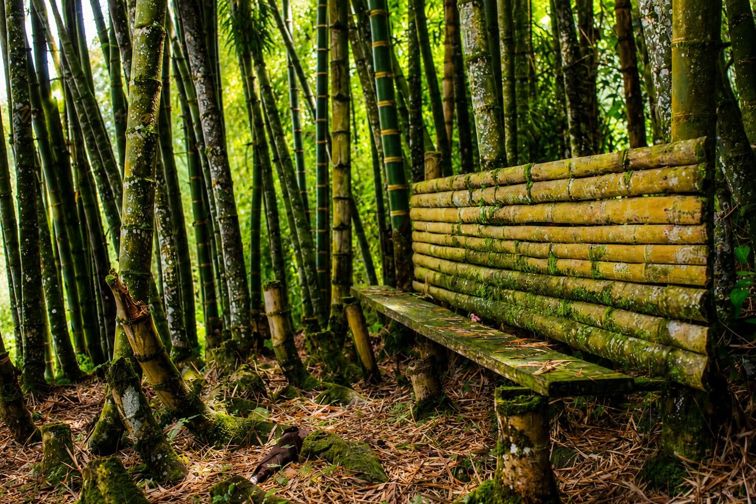 Un banco en un bosque de bambú.