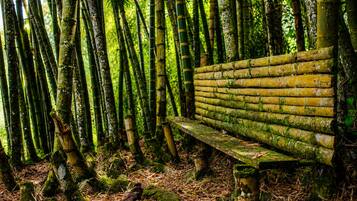 Un banco en un bosque de bambú.