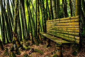 Un banco en un bosque de bambú.