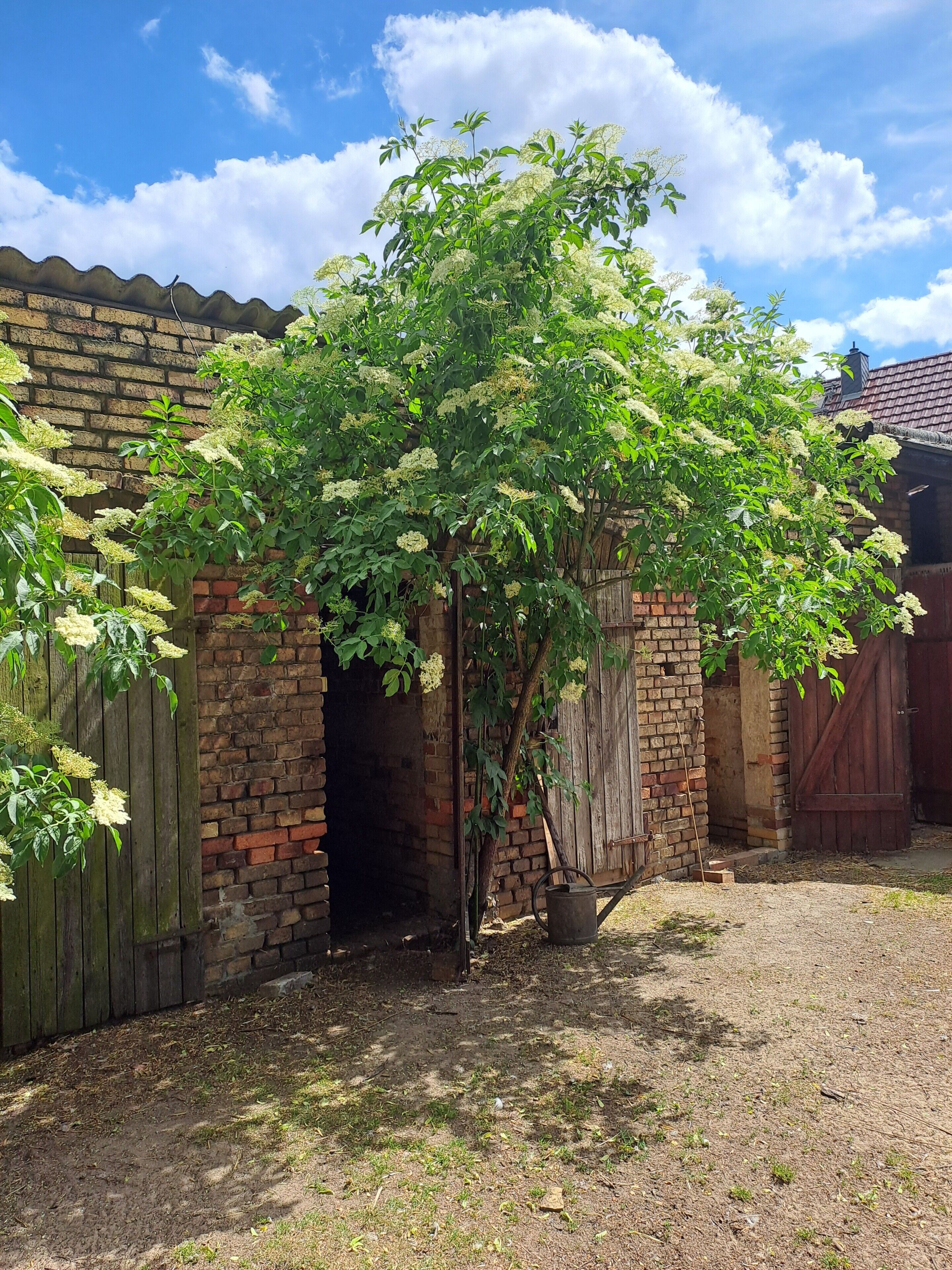 Een gebouw van baksteen met een houten deur en een boom met witte bloemen ervoor.