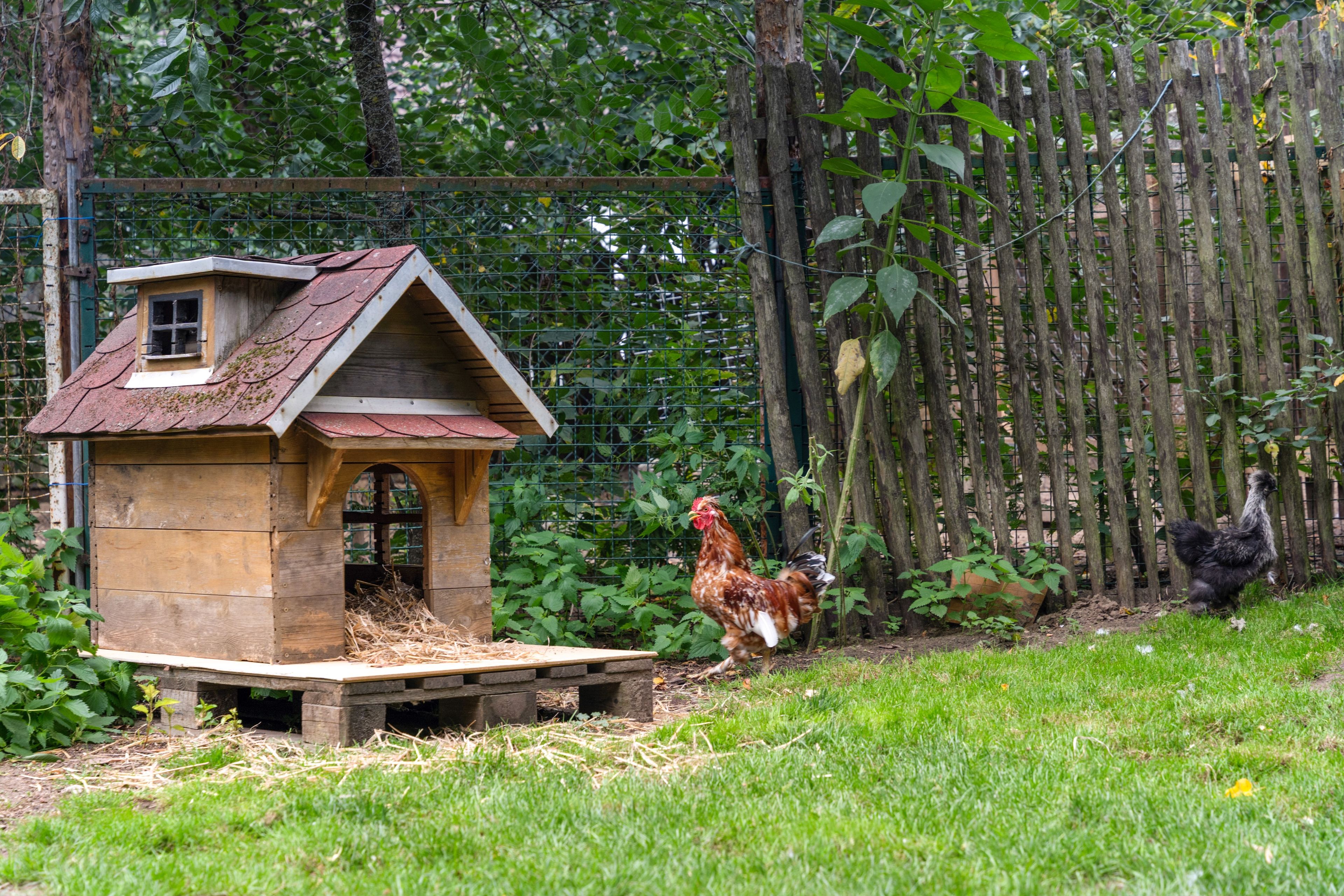 Un poulailler en bois, doté d’un toit en pente et d’une petite fenêtre, entouré de verdure et d’une clôture en bois.