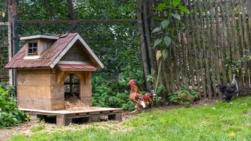 Un poulailler en bois, doté d’un toit en pente et d’une petite fenêtre, entouré de verdure et d’une clôture en bois.