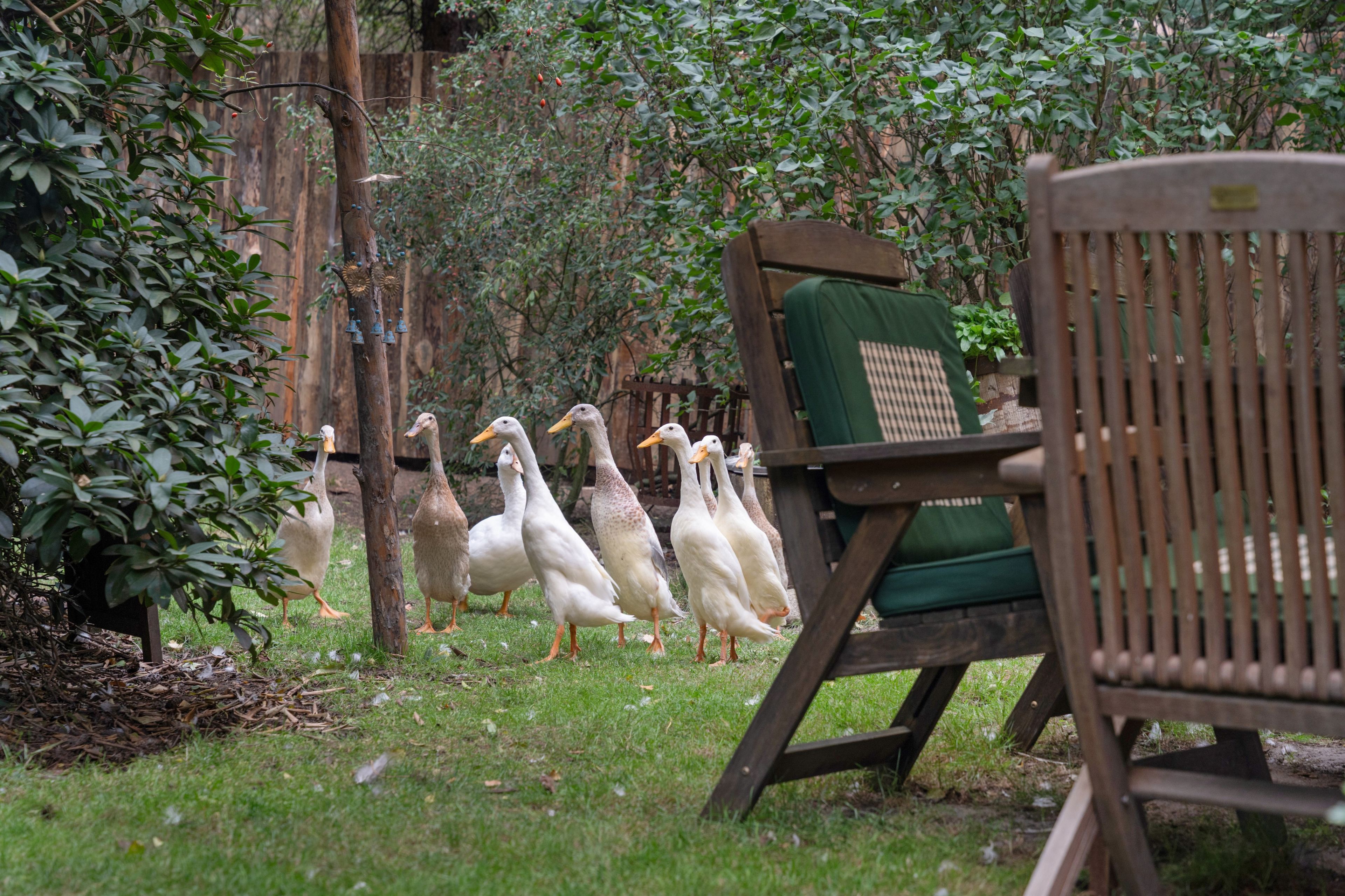 Ein hölzerner Stuhl mit grüner Polsterung in einem Garten mit Enten.