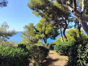 A pathway leading to a body of water, surrounded by trees and shrubs.