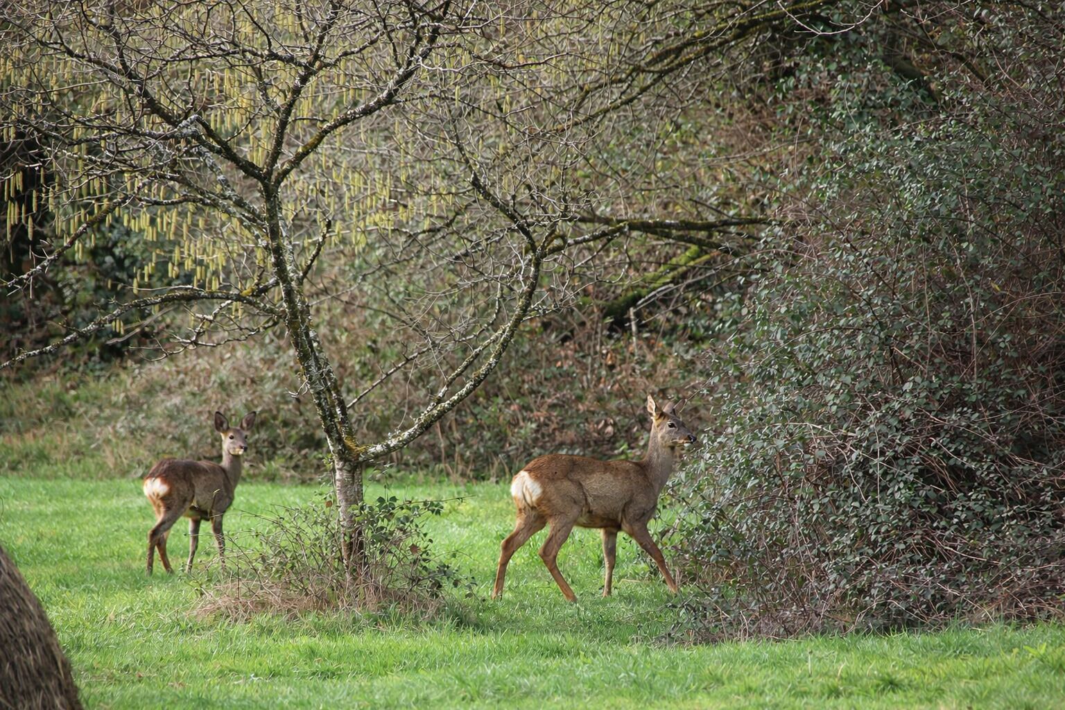 Two deer in a natural setting with grass and trees.