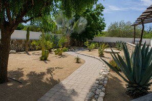 A garden with a paved walkway, various cacti, and a stone wall.