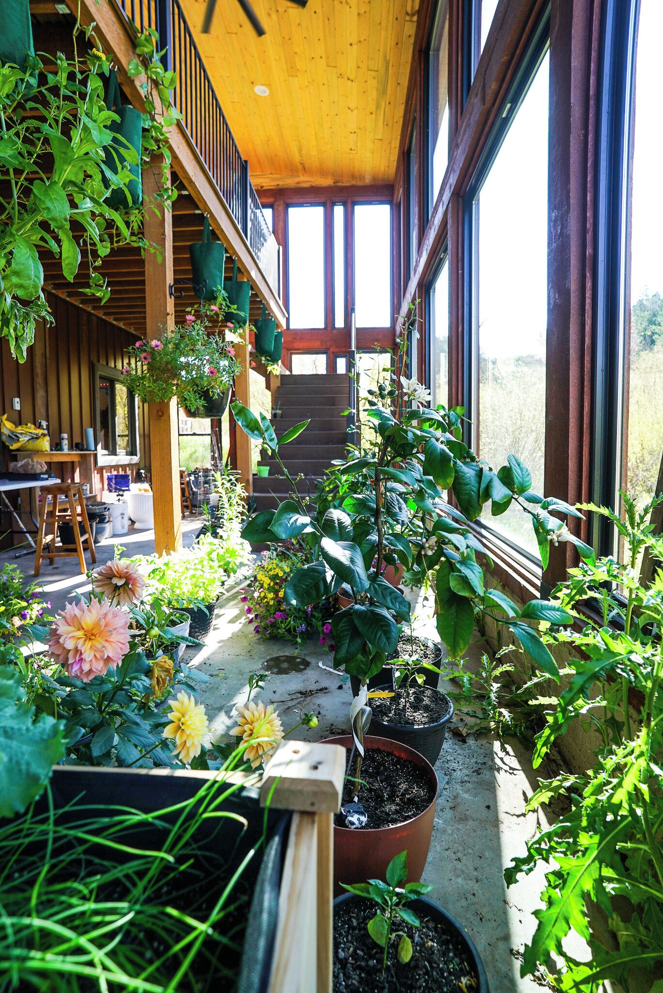 A covered outdoor area with potted plants and flowers, wooden benches, and a staircase leading to an upper level.
