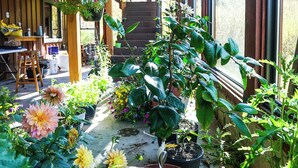 A covered outdoor area with potted plants and flowers, wooden benches, and a staircase leading to an upper level.