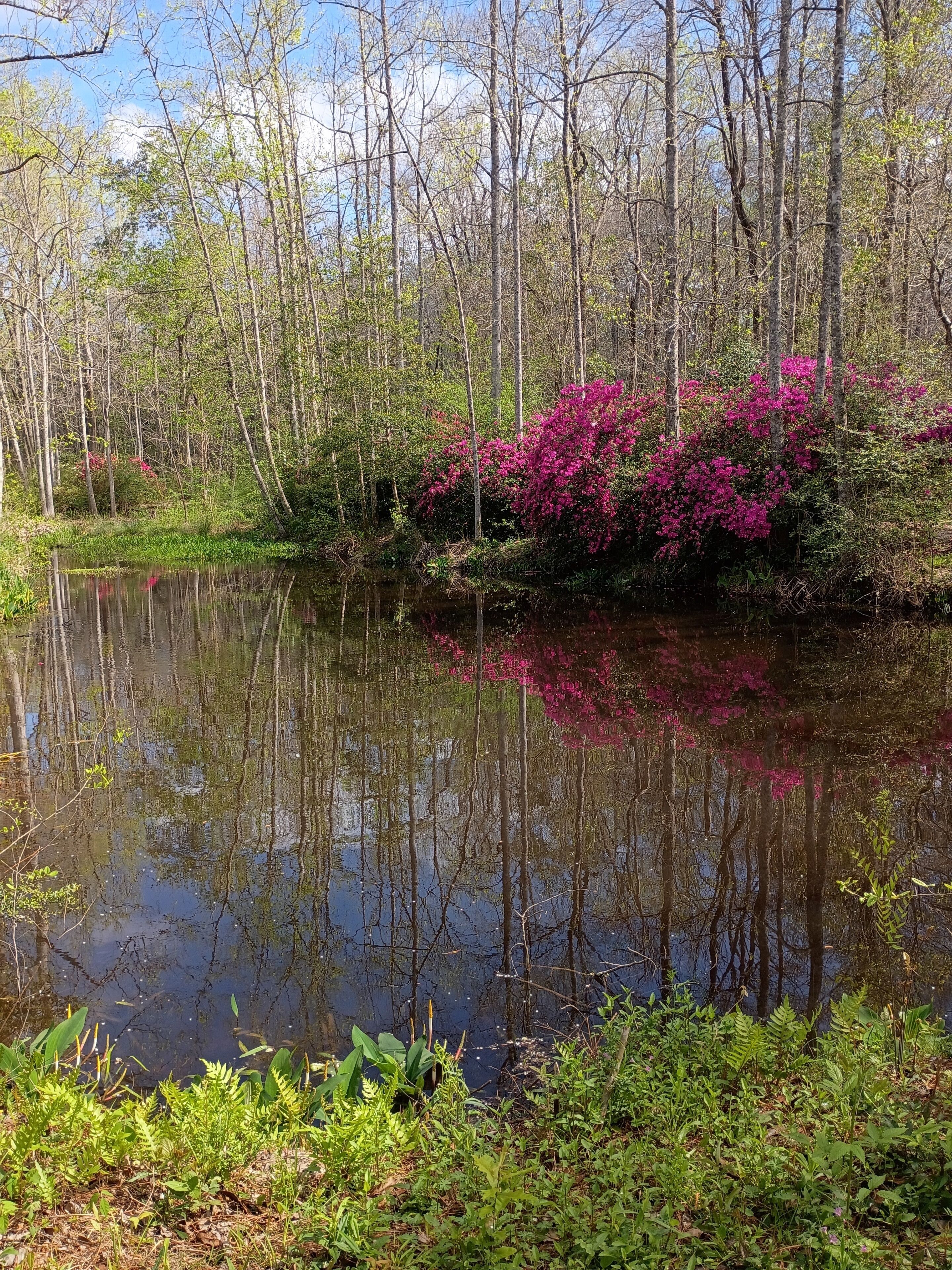 Rustig water waarin bomen en bloeiende roze struiken weerspiegeld worden.