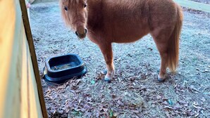 A small pony standing in a fenced area with a feeding bowl.